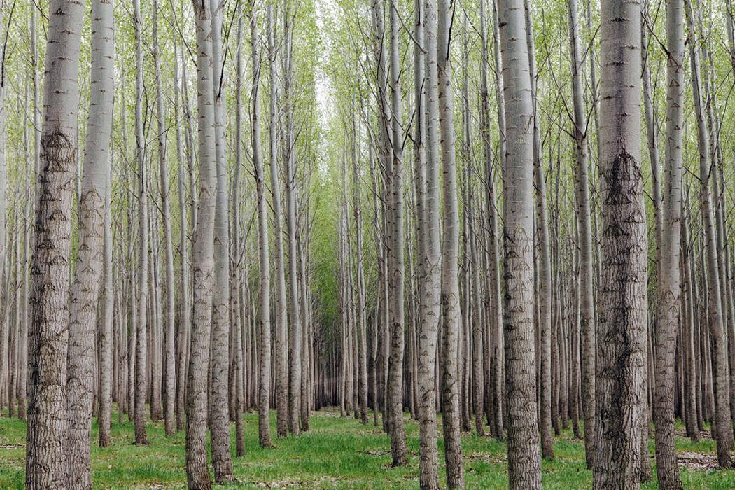 پانار | پارس ساختار | زراعت چوب در یکهزار و ۱۰۰ هکتار از اراضی آذربایجان‌شرقی انجام می‌شود